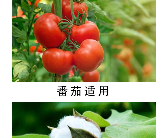 大量元素水溶肥-海法k-卡典-海法國際 大量元素水溶肥-海法k-卡典-海法國際