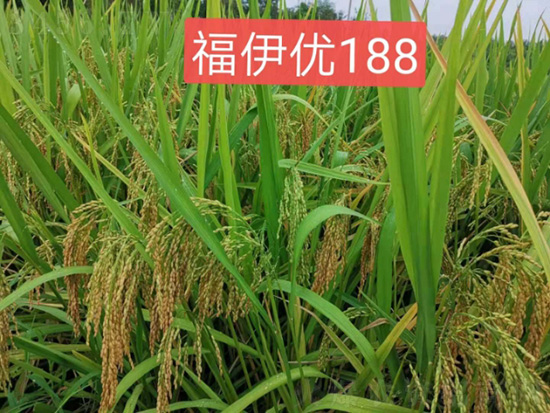 紱忎紛浼?881.jpg 紱忎紛浼?881.jpg