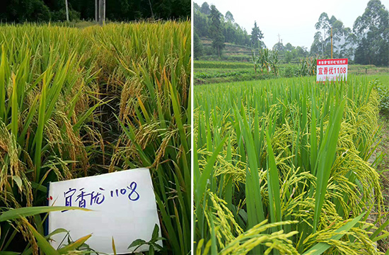 宜香優(yōu)1108-水稻雜交種-福華高科 宜香優(yōu)1108-水稻雜交種-福華高科