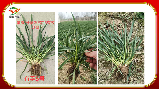 騫葷伅鐗?2.jpg 騫葷伅鐗?2.jpg