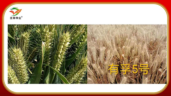 騫葷伅鐗?3.jpg 騫葷伅鐗?3.jpg