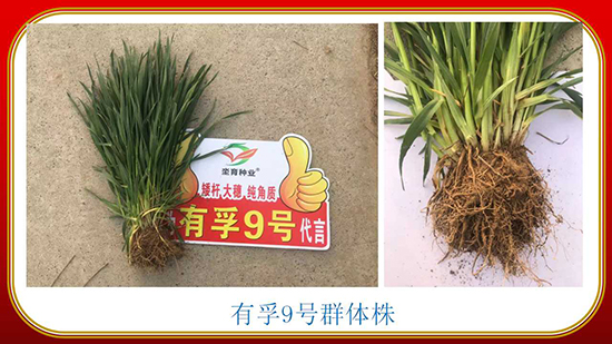 騫葷伅鐗?6.jpg 騫葷伅鐗?6.jpg