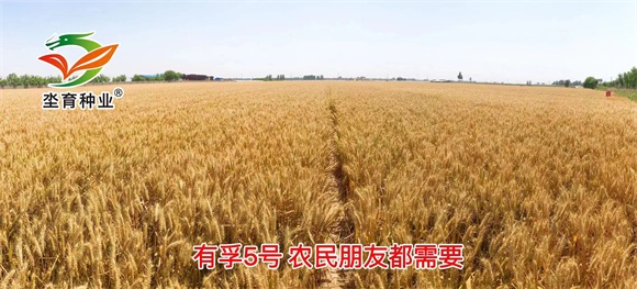 鏈夊瓪5鍙?(3).jpg 鏈夊瓪5鍙?(3).jpg