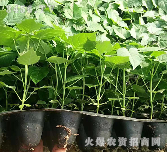 2020鱘(sh)ӆλ(xing)Ŀ4