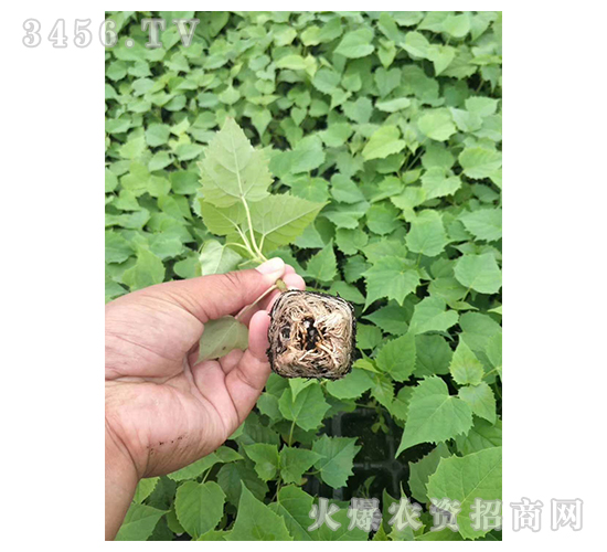 2020鱘(sh)ӆλ(xing)Ŀ3