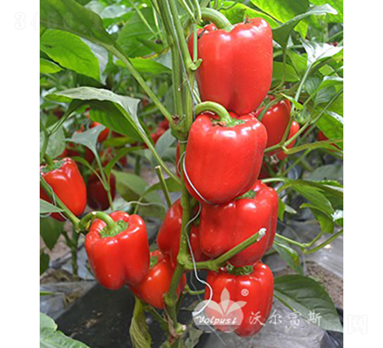 t_F1紺ӼԽ߮atɫ𽷣-𽷷N-֠˹