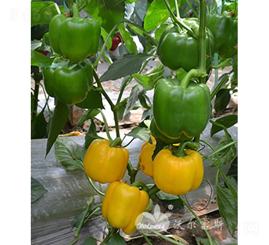 S_F1߮aSɫ𽷣-𽷷N-֠˹