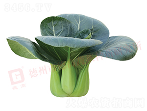 ¸1135-๣˷N-¸