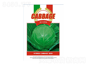 甘藍(lán)種子-進(jìn)口品種-邯豐農(nóng)業(yè)