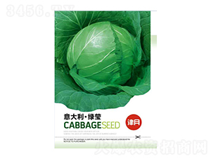 甘藍(lán)種子-意大利綠瑩-邯豐農(nóng)業(yè)