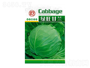 甘藍(lán)種子-綠旺甘藍(lán)-邯豐農(nóng)業(yè)