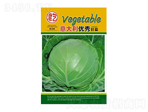 甘藍(lán)種子-邯豐農(nóng)業(yè)