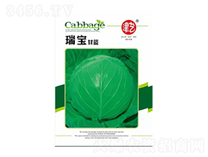 甘藍(lán)種子-瑞寶甘藍(lán)-邯豐農(nóng)業(yè)