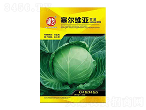 甘藍(lán)種子-賽爾維亞-邯豐農(nóng)業(yè)