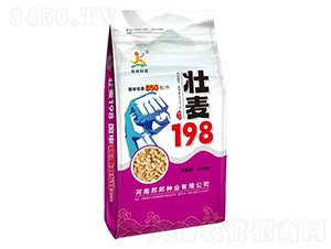 壯麥198小麥種子-邦邦科技
