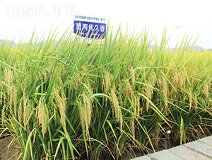 ۃɃ(yu)-ˮN-𽡷NI(y)