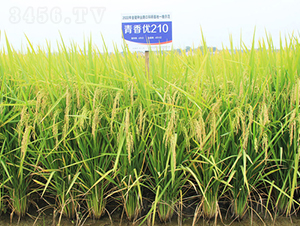 マ(yu)210-ˮN-𽡷NI(y)